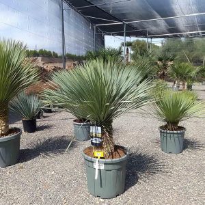 Yucca Rostrata - Palmboompje - Stamhoogte 30/40 cm - 140 cm - Winterharde palmlelie
