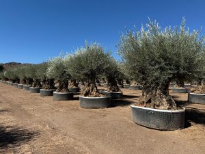 Olijf Olea Europaea Bonsaï koudebestendig - 250 cm - 275 jaar oud - dragende olijfboom