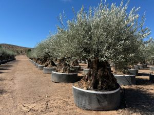 Olijf Olea Europaea Bonsaï koudebestendig - 250 cm - 275 jaar oud - dragende olijfboom