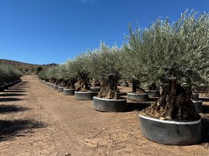 Olijf Olea Europaea Bonsaï koudebestendig - 250 cm - 275 jaar oud - dragende olijfboom