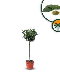 Laurier op stam - Laurus Nobilis - 60 cm