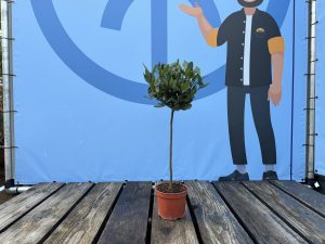 Laurier op stam - Laurus Nobilis - 60 cm