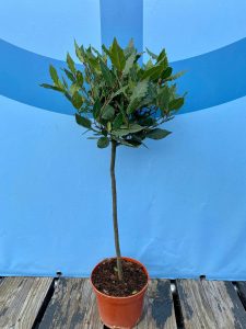 Laurier op stam - Laurus Nobilis - 60 cm