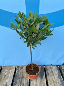 Laurier op stam - Laurus Nobilis - 60 cm