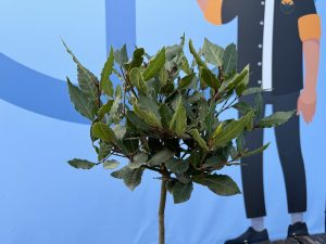 Laurier op stam - Laurus Nobilis - 60 cm