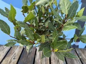 Laurier op stam - Laurus Nobilis - 60 cm
