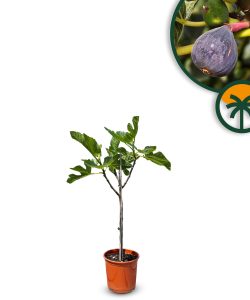 Vijgenboom - Ficus Carica