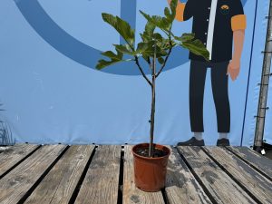 Vijgenboom - Ficus Carica