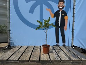 Vijgenboom - Ficus Carica