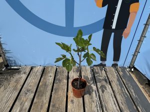 Vijgenboom - Ficus Carica