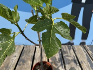 Vijgenboom - Ficus Carica