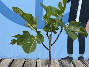 Vijgenboom - Ficus Carica