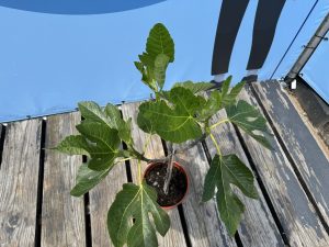 Vijgenboom - Ficus Carica