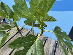 Vijgenboom - Ficus Carica