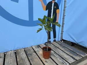 Vijgenboom - Ficus Carica