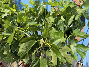 Vijgenboom - Ficus Carica - 160 cm