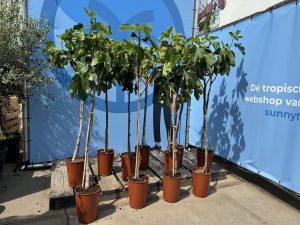 Vijgenboom - Ficus Carica - 160 cm