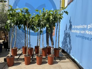 Vijgenboom - Ficus Carica - 160 cm