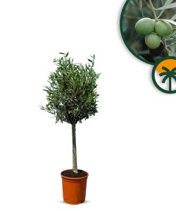 Olijfboom - Olea Europaea - 100 cm - Gladde stam