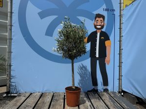 Olijfboom - Olea Europaea - 100 cm - Gladde stam
