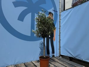 Olijfboom - Olea Europaea - 100 cm - Gladde stam