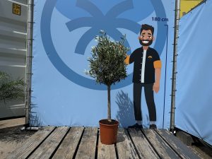 Olijfboom - Olea Europaea - 100 cm - Gladde stam
