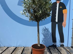 Olijfboom - Olea Europaea - 100 cm - Gladde stam