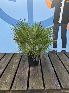 Palmboom - Chamaerops Humilis 80-100 cm