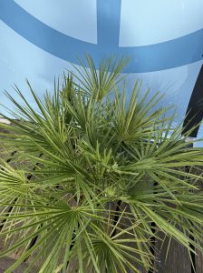 Palmboom - Chamaerops Humilis 80-100 cm