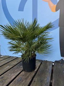 Palmboom - Chamaerops Humilis 80-100 cm