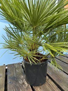 Palmboom - Chamaerops Humilis 80-100 cm