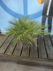 Palmboom - Chamaerops Humilis 80-100 cm
