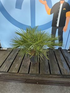 Palmboom - Chamaerops Humilis 80-100 cm