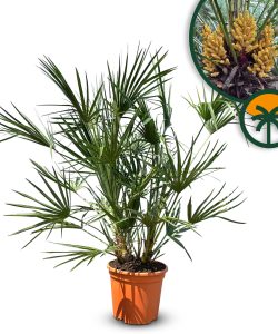 Palmboom - Chamaerops Humilis - 100-120 cm