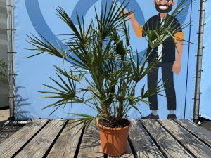 Palmboom - Chamaerops Humilis - 100-120 cm