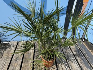 Palmboom - Chamaerops Humilis - 100-120 cm