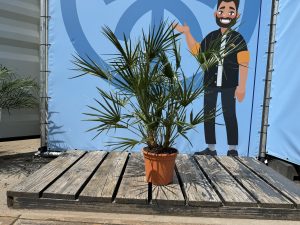 Palmboom - Chamaerops Humilis - 100-120 cm