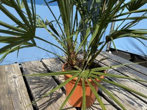 Palmboom - Chamaerops Humilis - 100-120 cm