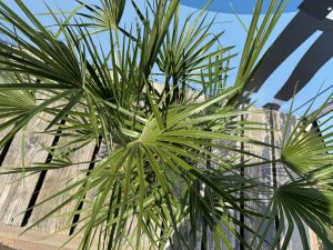 Palmboom - Chamaerops Humilis - 100-120 cm
