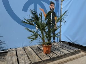 Palmboom - Chamaerops Humilis - 100-120 cm