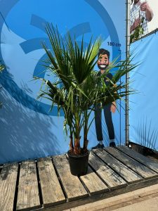 Palmboom - Washingtonia Robusta multistam