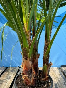 Palmboom - Washingtonia Robusta multistam