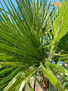 Palmboom - Washingtonia Robusta multistam