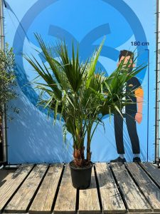 Palmboom - Washingtonia Robusta multistam