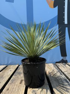 Palmboom - Yucca Rostrata