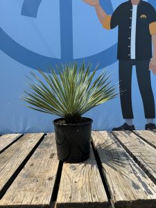 Palmboom - Yucca Rostrata