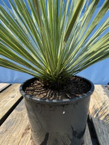 Palmboom - Yucca Rostrata