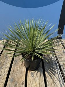 Palmboom - Yucca Rostrata