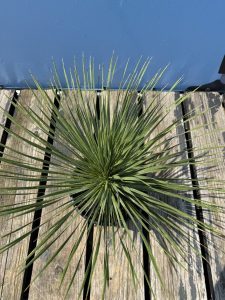 Palmboom - Yucca Rostrata