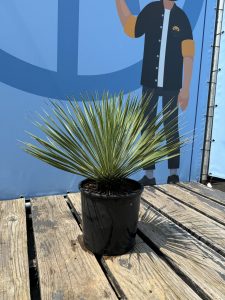 Palmboom - Yucca Rostrata